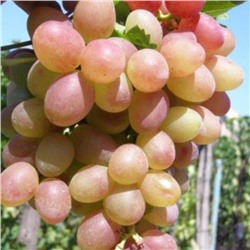 Виноград плодовый "П-26", 1 шт, туба, Весна 2023