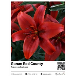 Лилия Red County (Азиатский гибрид)