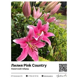 Лилия Pink Country (Азиатский гибрид)