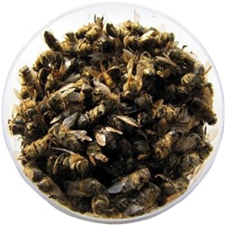 Пчелиный подмор, 100 гр
