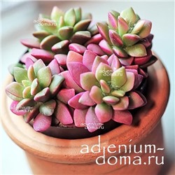 Anacampseros RUFESCENS 'SUNRISE' (Анакампсерос)