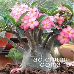 Adenium Arabicum BLACK GIANT