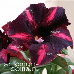 Adenium Obesum Desert Rose BLACK AND RED