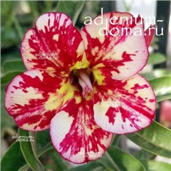 Adenium Obesum Desert Rose DAI VIET