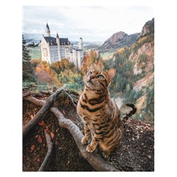 Кот у замка Нойшванштайн