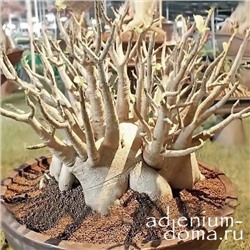 Adenium Arabicum WHITE GIANT