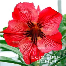 Adenium Obesum Desert Rose FANCY GIRL