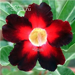 Adenium Obesum Desert Rose APOLLO