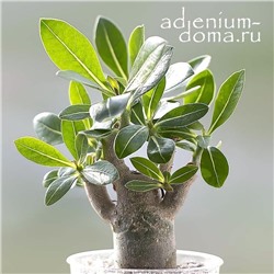 Adenium Arabicum LOPBHURI