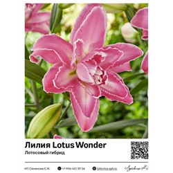 Лилия Lotus Wonder (Лотосовый гибрид)