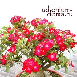 Adenium Obesum Desert Rose ARROGANT