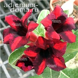 Adenium Obesum Desert Rose BLACK CURRANT