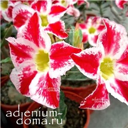 Adenium Obesum Desert Rose CUPID