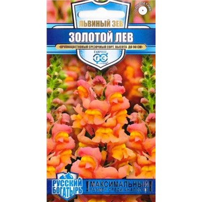 Львиный зев Золотой лев (Код: 84687)