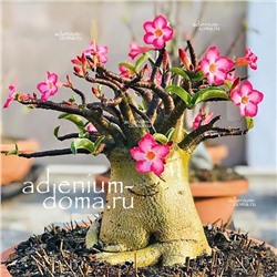 Adenium Arabicum BLACK STEM