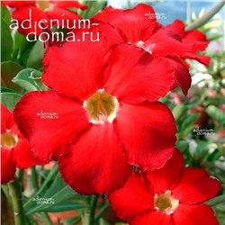 Adenium Obesum Desert Rose DARK FOREST