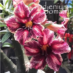 Adenium Obesum Desert Rose ATHENA