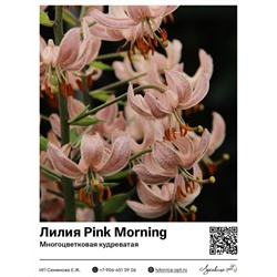 Лилия Pink Morning (Многоцветковая кудреватая)