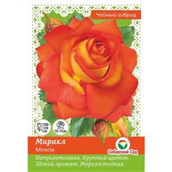 Саженец Роза "Миракл", "Сибирская Садовница", 1 шт, Весна 2023