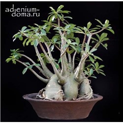 Adenium Arabicum YAK LOP BURI