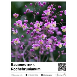 Василистник Rochebrunianum