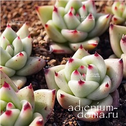 Echeveria AGAVOIDES, Santa Rosa (Эхеверия, Эчеверия)