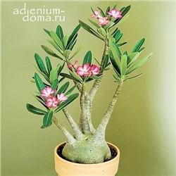 Adenium ARABICUM (Арабикум)