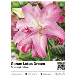 Лилия Lotus Dream (Лотосовый гибрид)