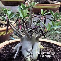 Adenium Arabicum DWARF 'BLACK PNW'