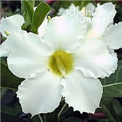 Adenium Obesum Desert Rose ASIAN STAR