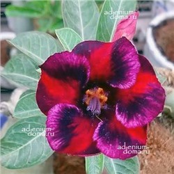 Adenium Obesum Desert Rose AN AN