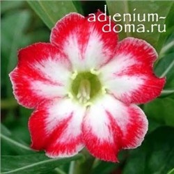 Adenium Obesum Desert Rose BELLE STORY