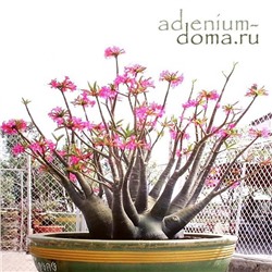 Adenium Arabicum DESERT NIGHT FORK