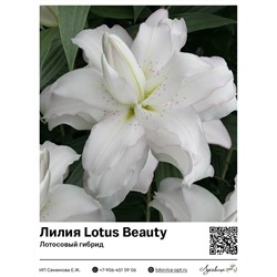 Лилия Lotus Beauty (Лотосовый гибрид)