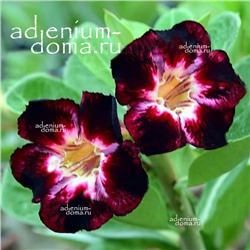 Adenium Obesum Desert Rose BLACK CLUB