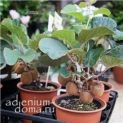 Actinidia CHINENSIS (Актинидия, Киви, KIWI)