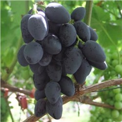 Виноград плодовый "Рошфор ", 1 шт, туба, Весна 2023