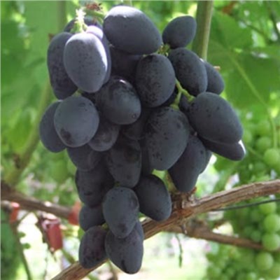 Виноград плодовый "Рошфор ", 1 шт, туба, Весна 2023