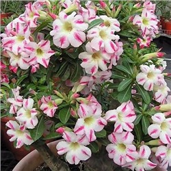 Adenium Obesum Desert Rose FRAGRANT DELIGHT