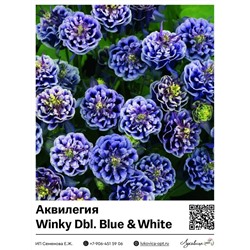 Аквилегия Winky Dbl. Blue & White
