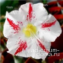 Adenium Obesum Desert Rose GARDEN PARTY