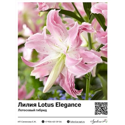 Лилия Lotus Elegance (Лотосовый гибрид)