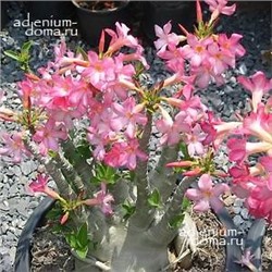 Adenium Arabicum SAUDI MIXED