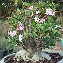 Adenium Arabicum PNW