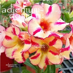 Adenium Obesum Desert Rose BUMBLEBEE