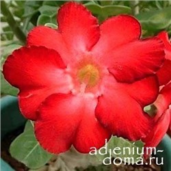 Adenium Obesum Desert Rose BLACK WARRIOR