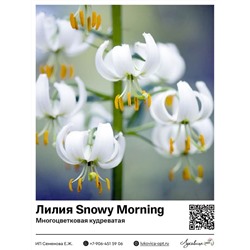 Лилия Snowy Morning (Многоцветковая кудреватая)