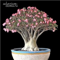 Adenium Arabicum RCN