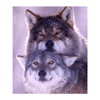 Пара ярких волков