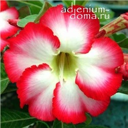 Adenium Obesum Desert Rose BIG CHUBBINESS